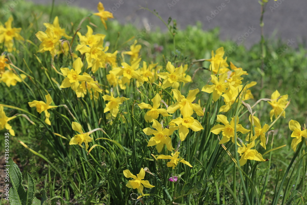 春の公園に咲くラッパズイセンの黄色い花