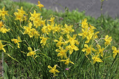 春の公園に咲くラッパズイセンの黄色い花