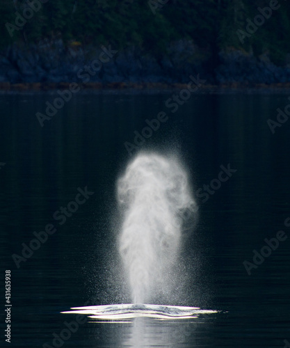 Whale blow humpback whale (Megaptera novaeangliae)                                                                                          photo