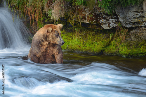 Brown bear fishing in a waterfall, Katmai Alaska, Otis (Ursus arctos) photo