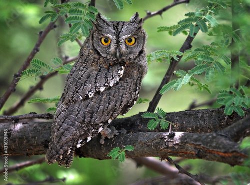 Owl in Africa