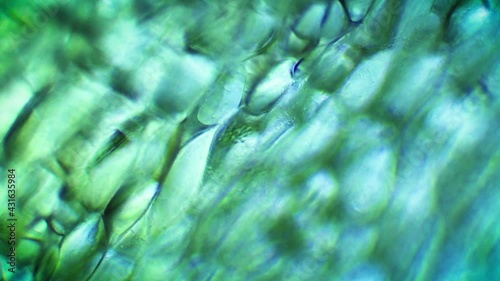 Microscope close up of Lettuce