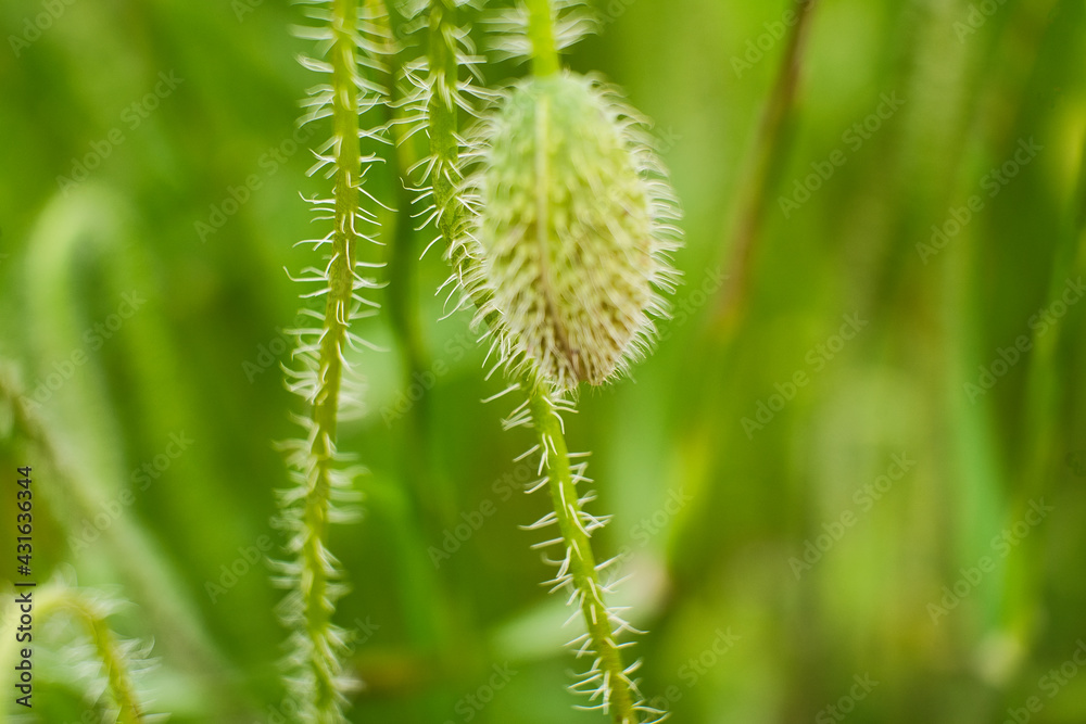 Poppy growing in the meadow. Poppy growing in the meadow.