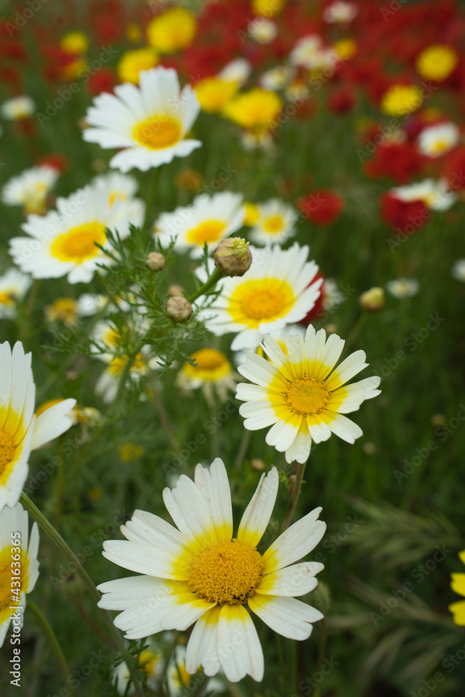 Fototapeta premium Spring daisies in the meadow