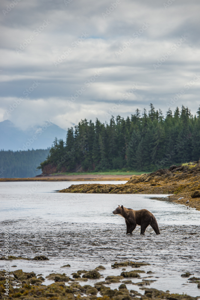 brown bear (Ursus arctos) fishing in alaska brown bear (Ursus arctos) fishing in alaska