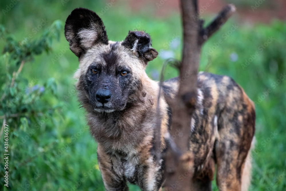 African Wild Dog (Lycaon pictus) with left ear torn off African Wild Dog (Lycaon pictus) with left ear torn off