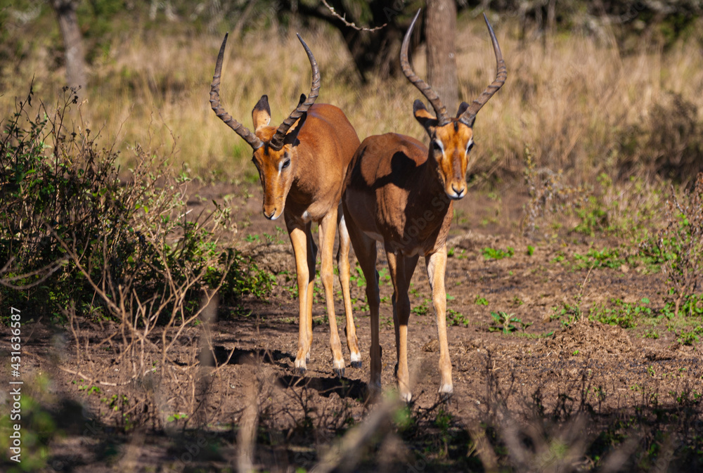 Close Up of Two Nyala Antelope in Natural Bushy Vegetation Close Up of Two Nyala Antelope in Natural Bushy Vegetation