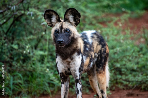 African Wild Dog 