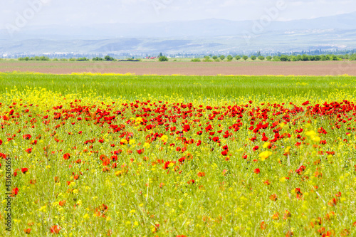 Field of poppy and yellow flowers, daylight and outdoor