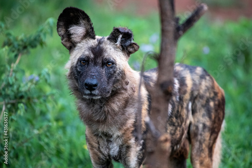 African Wild Dog (Lycaon pictus) with left ear torn off photo