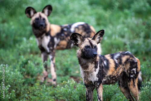 Two African wild dogs (Lycaon pictus)  photo