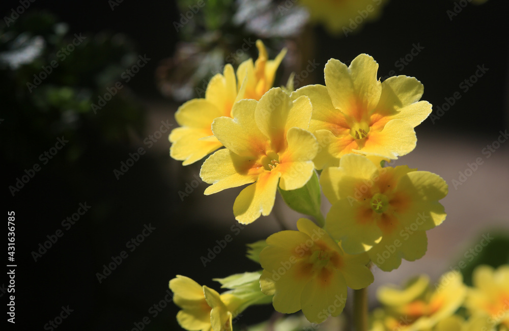 Beautiful yellow forest flowers on a dark background Beautiful yellow forest flowers on a dark background
