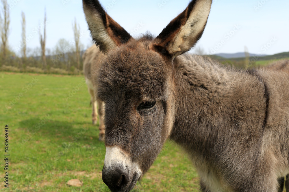 Little donkey portrait in the meadow Little donkey portrait in the meadow