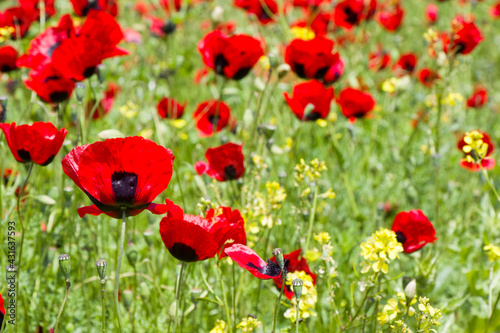 Field of poppy and yellow flowers, daylight and outdoor