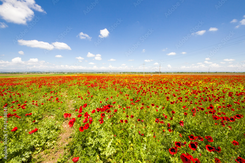 Field of poppy and yellow flowers, daylight and outdoor