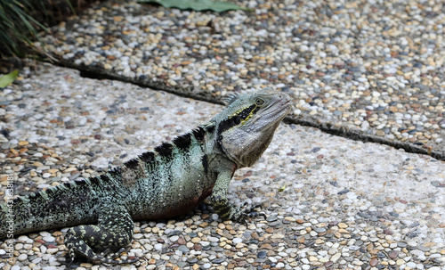 Closeup of water dragon on pavement in Brisbane, Queensland, Australia photo