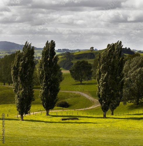 Rolling farmland with poplar trees in foreground photo