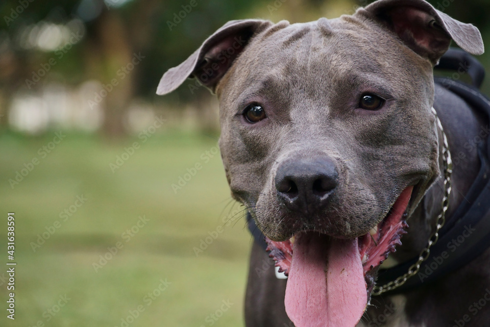 Pit bull dog playing in the park at sunset. Blue nose pitbull on sunny day and open countryside with lots of nature. Pit bull dog playing in the park at sunset. Blue nose pitbull on sunny day and open countryside with lots of nature.