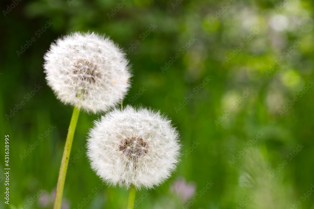 Dandelion in green grass with dew lawn backround Dandelion in green grass with dew lawn backround