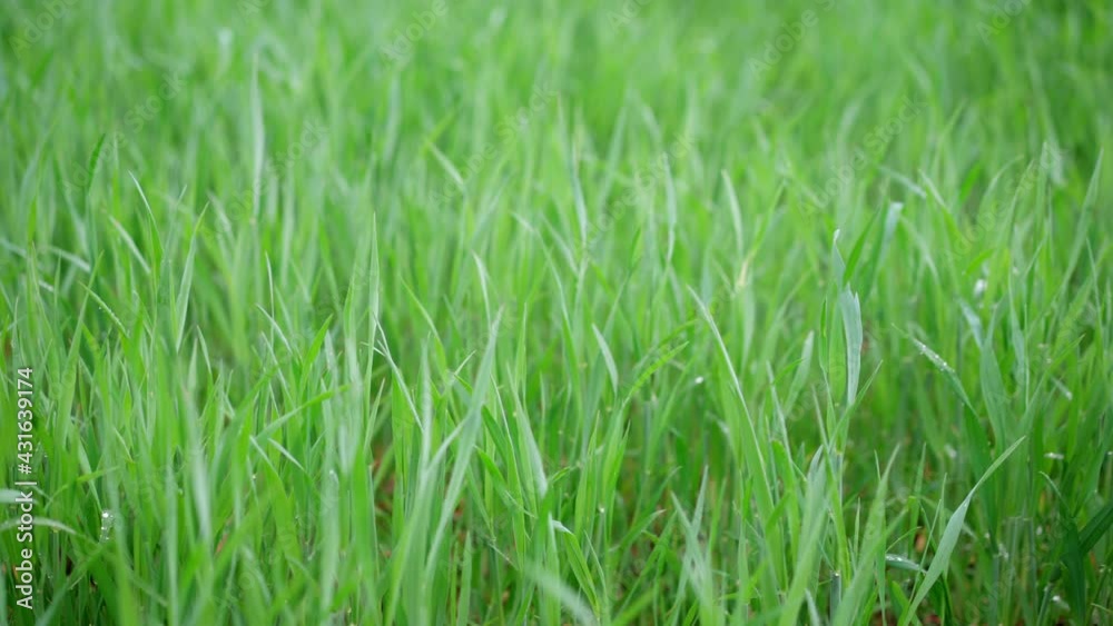 Green Grass On Blurry Background Close Up Shallow Depth Of Field, Soft Dreamy Look, Bokeh. Selective Focus Green Grass On Blurry Background Close Up Shallow Depth Of Field, Soft Dreamy Look, Bokeh. Selective Focus