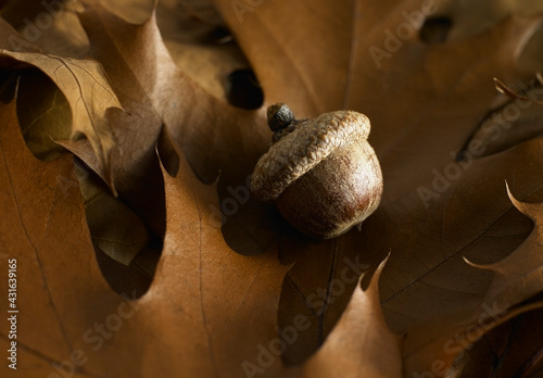 Acorn laying on top of brown oak tree leaves photo