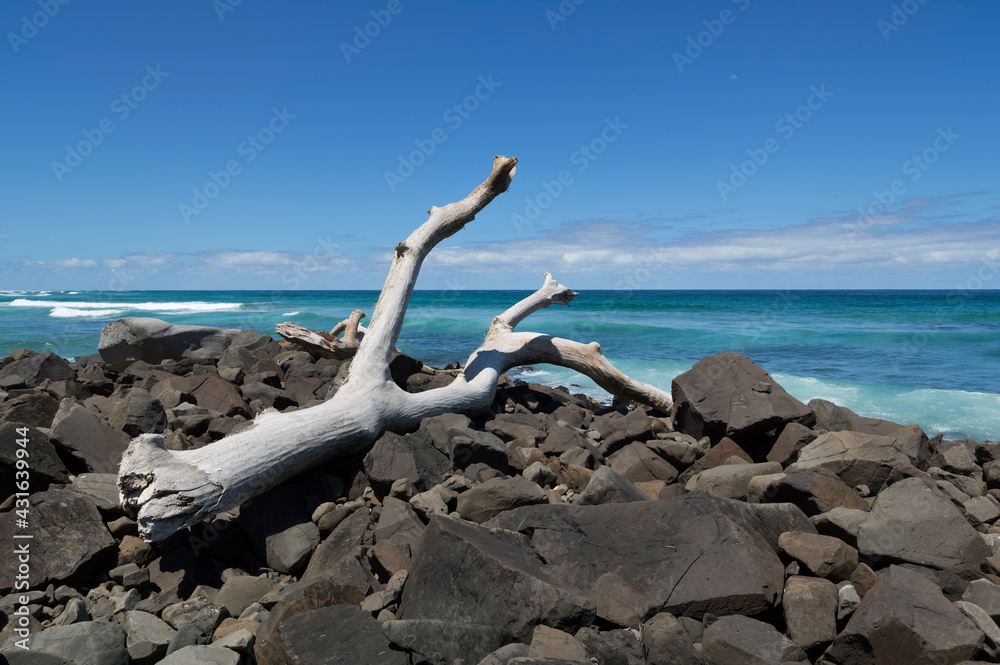 Large piece of dritwood on rocks at Ballina Head Large piece of dritwood on rocks at Ballina Head