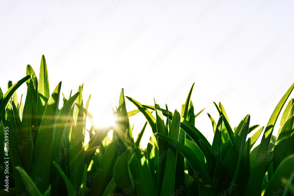 green grass and sun