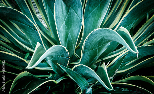 Close up of verigated Agave photo