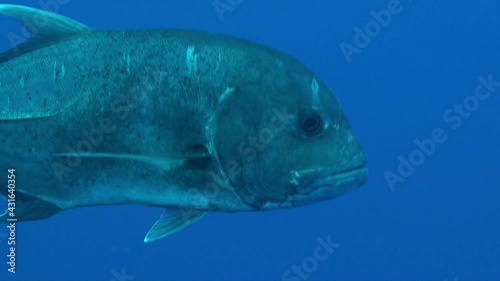 Giant Trevally passing close in front of the camera photo