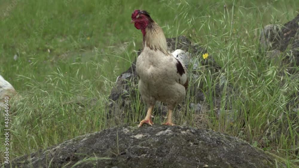 On natural open farm wildlife wild chicken hen standing on rock On natural open farm wildlife wild chicken hen standing on rock