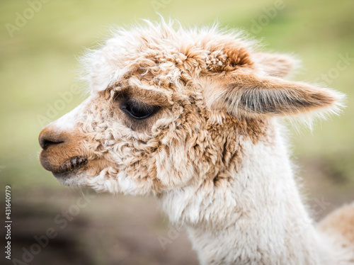 white and tan Alpaca