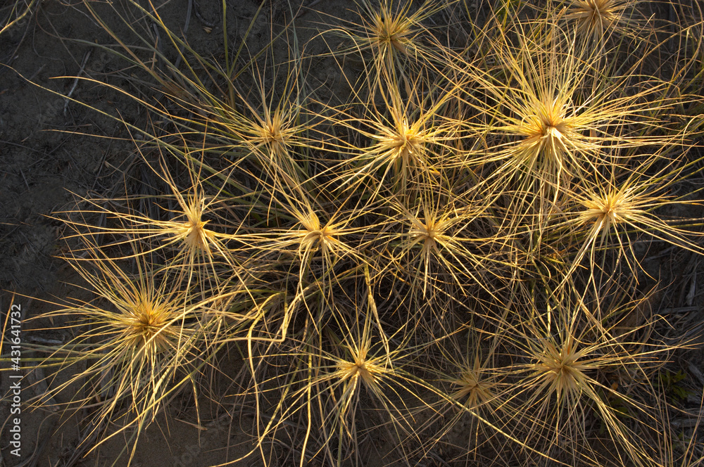 Spinifex grass Spinifex grass