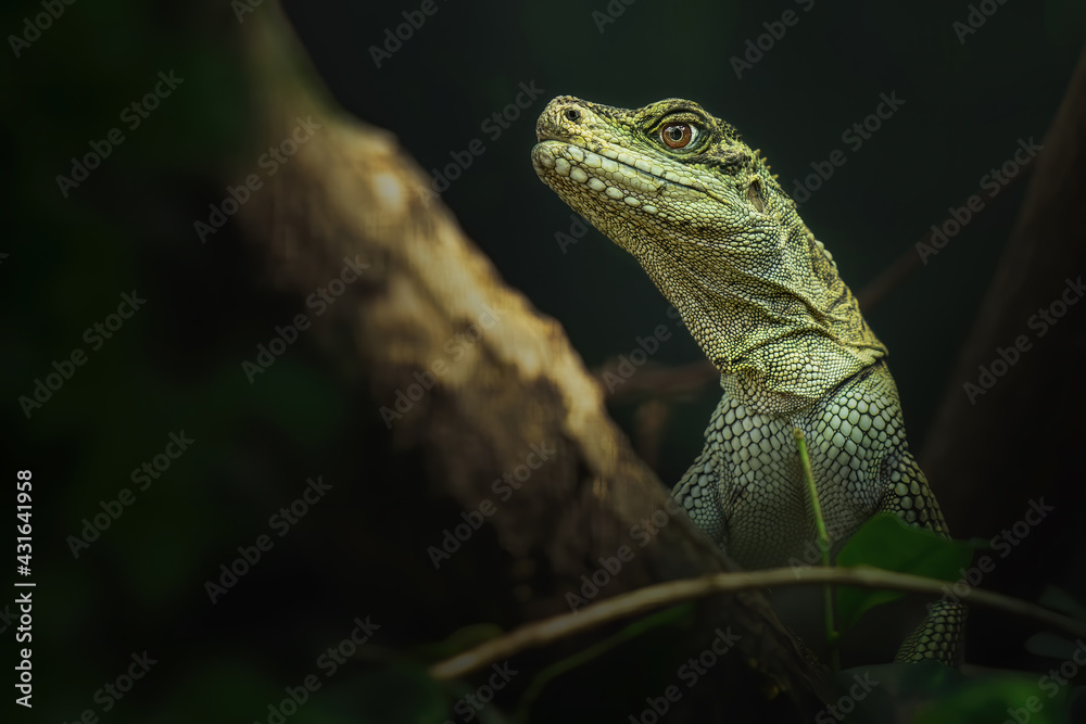 Philippine sailfin lizard (Hydrosaurus pustulatus) close up portrait