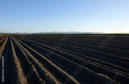 Preparing rows of soil for sugarcane photo