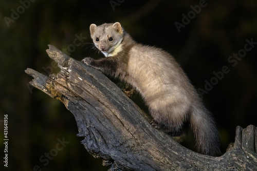 Stone marten on tree trunk photo