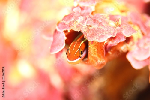 A cute gunnel that looks around from the hole photo