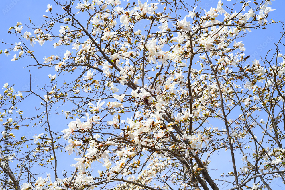 Magnolia kobus (mokryeon) blossoming in Far East of Russia in spring Magnolia kobus (mokryeon) blossoming in Far East of Russia in spring