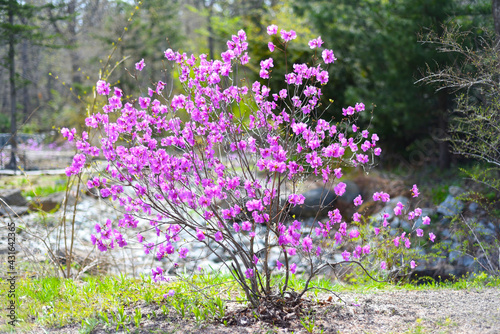 Fényképezés Rhododendron mucronulatum growing in Far East of Russia in spring