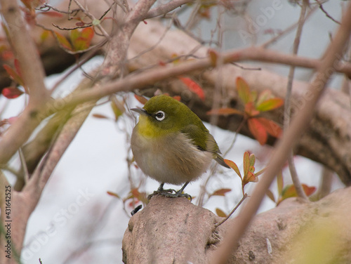 Pretty white-eye resting on a branch photo
