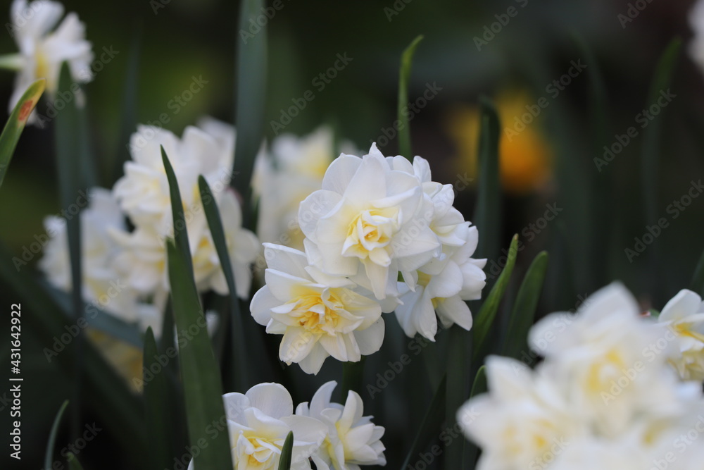 春の庭に咲く八重咲きのフサザキスイセンの白い花 Stock Photo Adobe Stock
