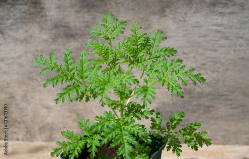 Artemisia annua, einjähriger Beifuß, gruenes Antibiotikum aus der TCM gegen Parasiten, Viren und Pilze im Einsatz, ihr Inhaltsstoff Artemisin ist Objekt zahlreicher COVID-Studien