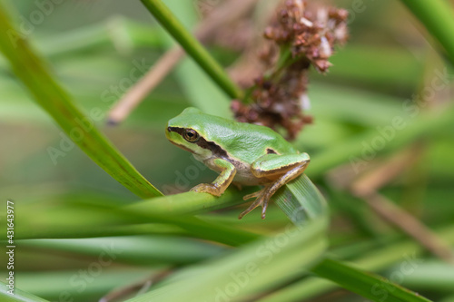 Hyla arborea juvenile on the edge of a pond