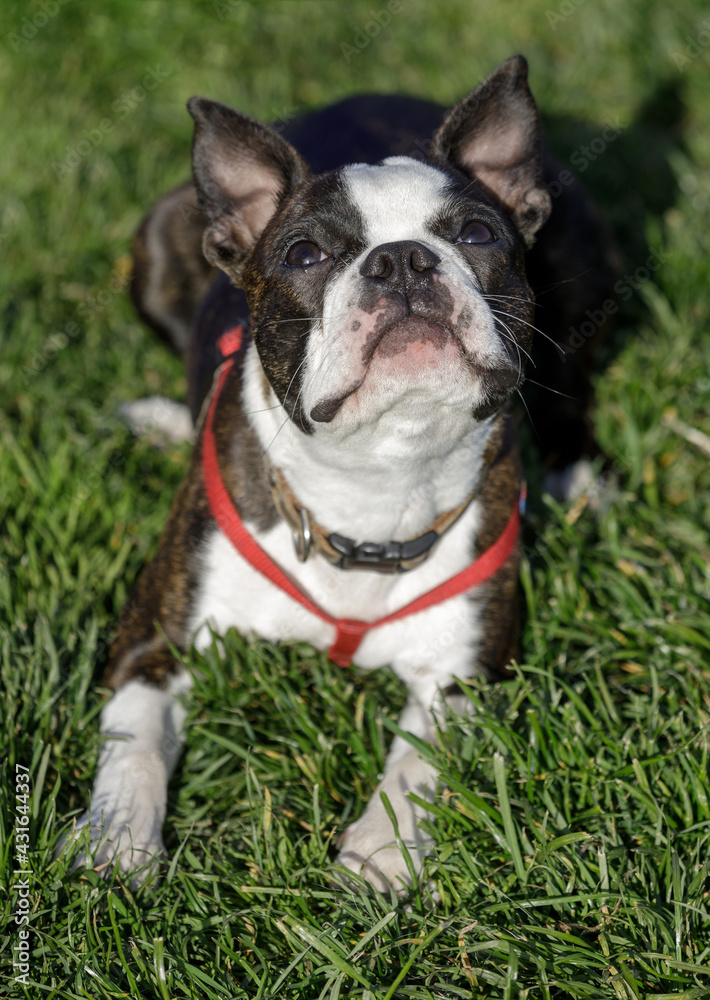 7-Month-Old Boston Terrier Male Puppy Looking Up. Off-leash dog park in Northern California.