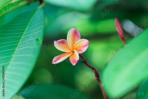 Yellow-pink plumeria that blooms alone  with leaves surrounding it and as a background.