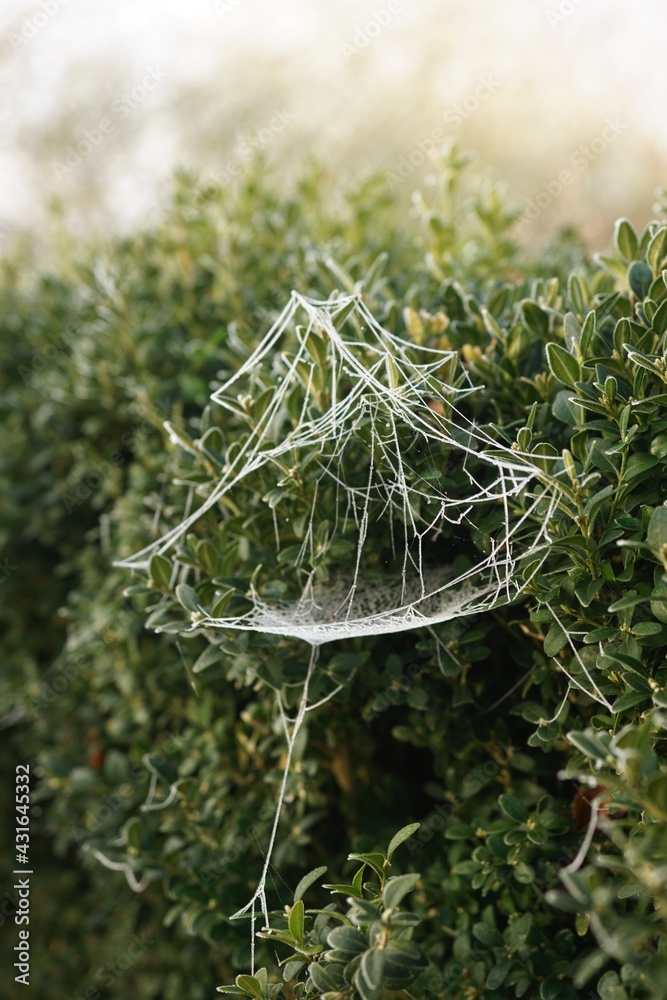Frozen spider web on boxwood