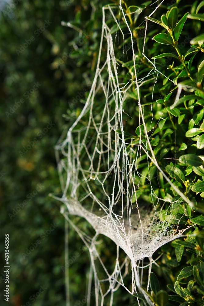 Frozen spider web on boxwood