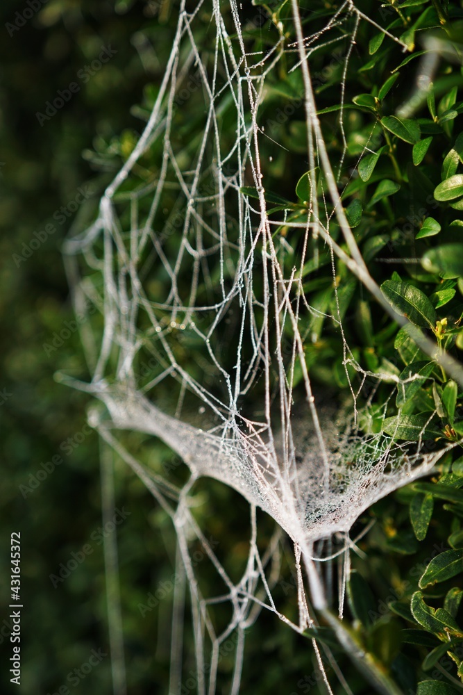 Frozen Spider Web on boxwood