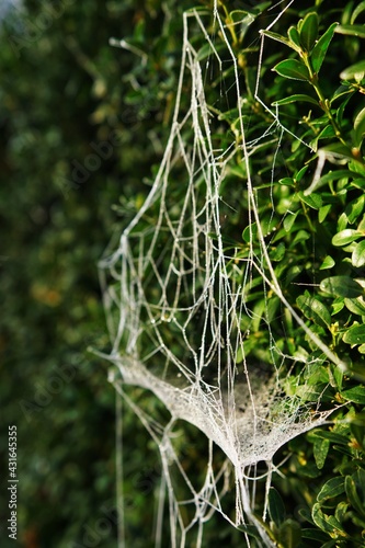 Obraz na płótnie Frozen spider web on boxwood w salonie