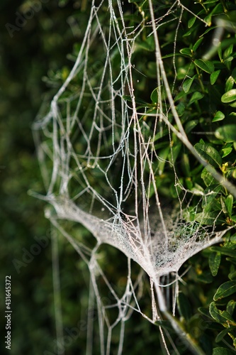 Obraz na płótnie Frozen Spider Web on boxwood w salonie