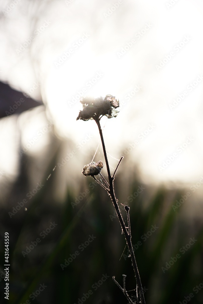Early morning garden impressions